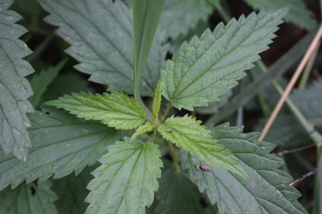 101213_stingingnettle