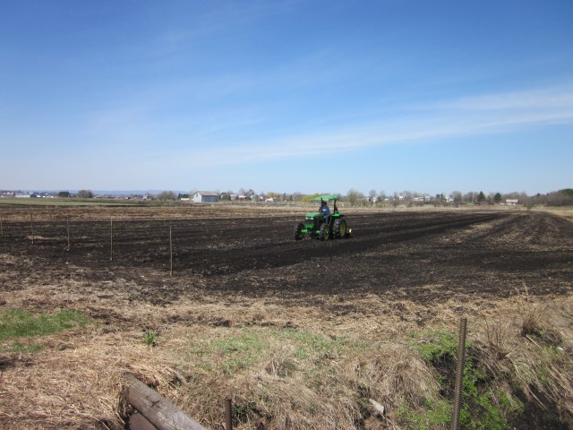 Future Snap Pea Trellis Rows