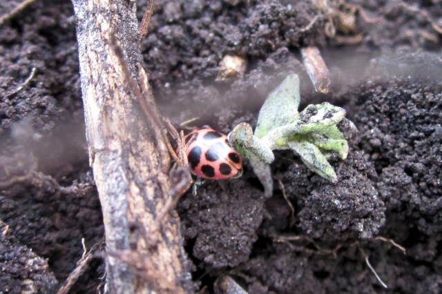 Ladybug