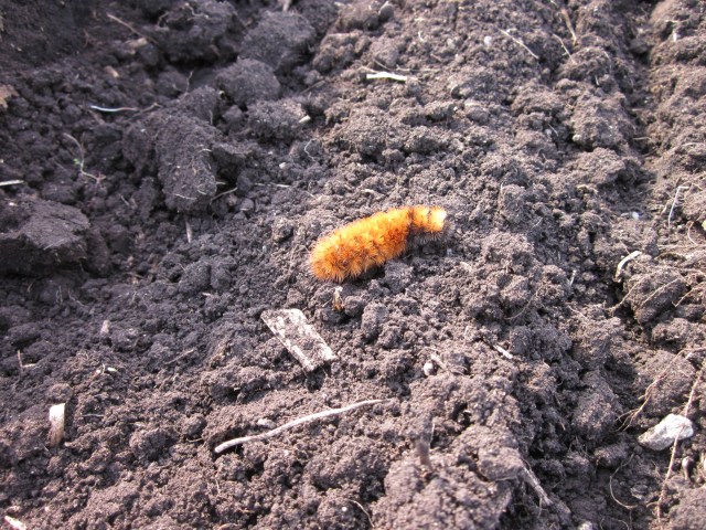 Wooly Bear Caterpillar