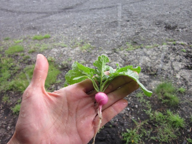 Radish