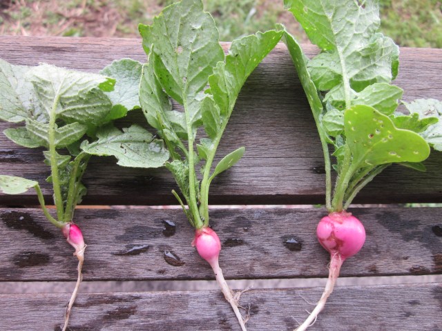 Comparing Radish Seedlings