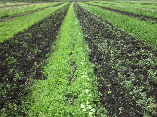 Bok Choy, Heat Tolerant