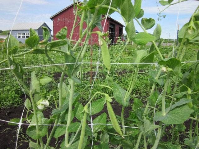 Sugar Snap Peas, Right On Time