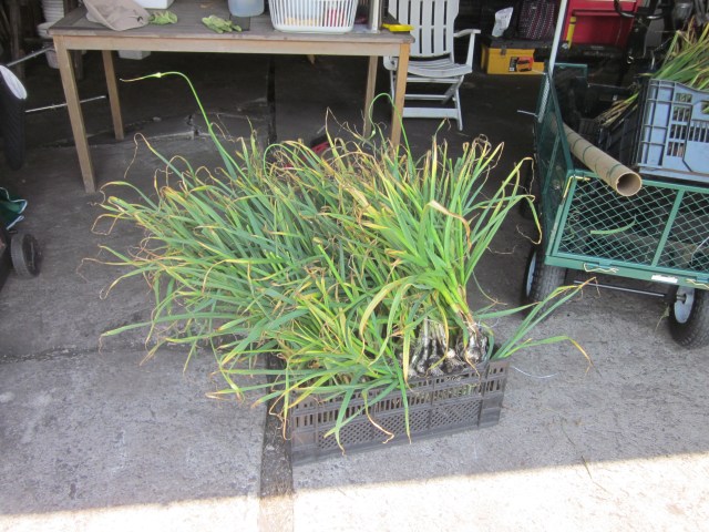 Collected For Curing
