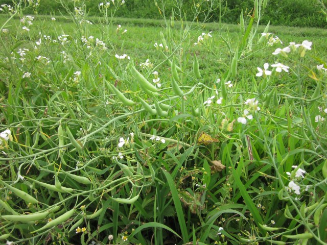 Radish Seed Pods