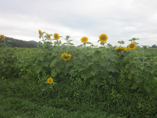 Sunflowers