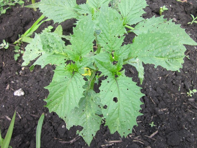 Volunteer Tomatillo?