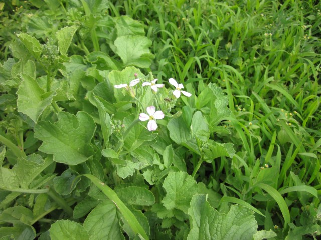 Radish Flower