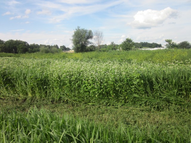 Fields of Buckwheat