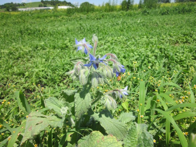 Borage