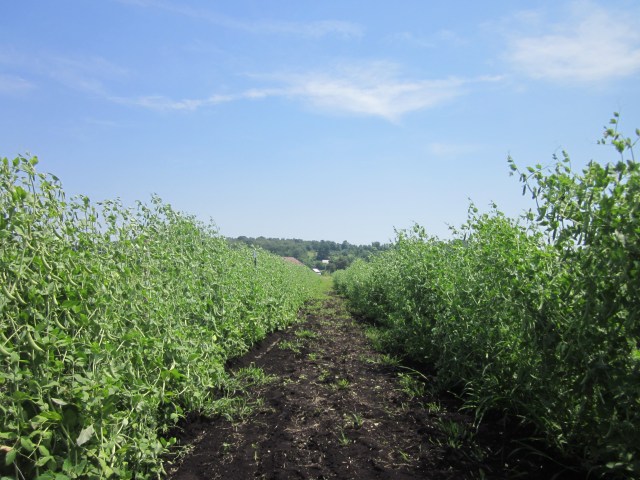 Snap Pea Rows