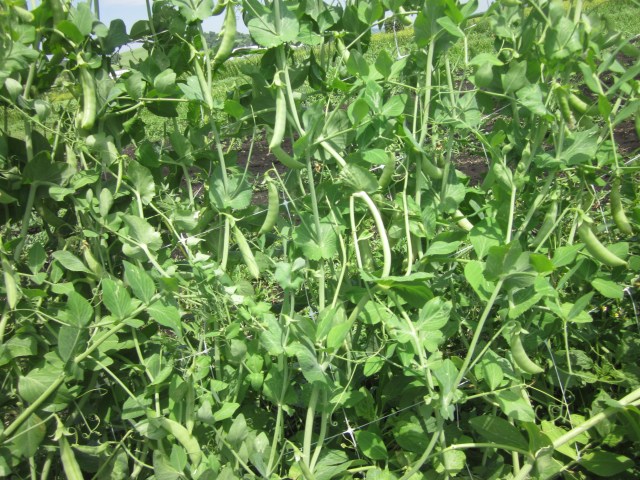 Snap Peas