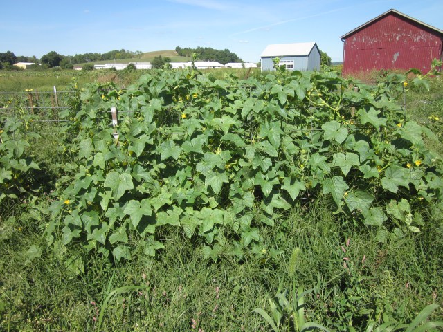 Happy To Be Vertical