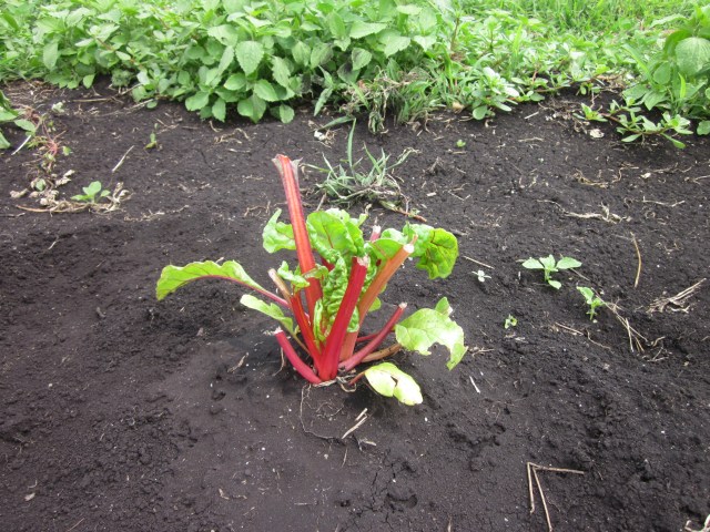 Chomped Chard