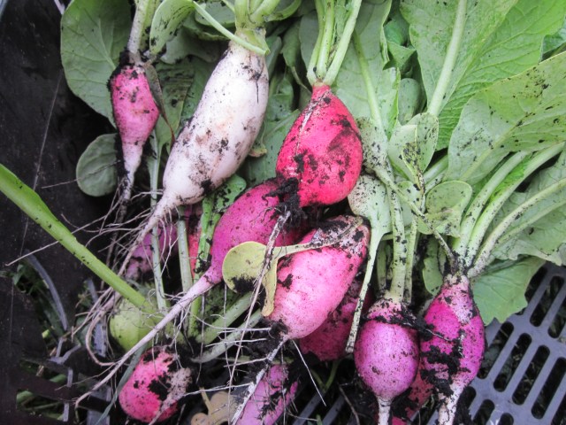 Radish "Easter Egg"