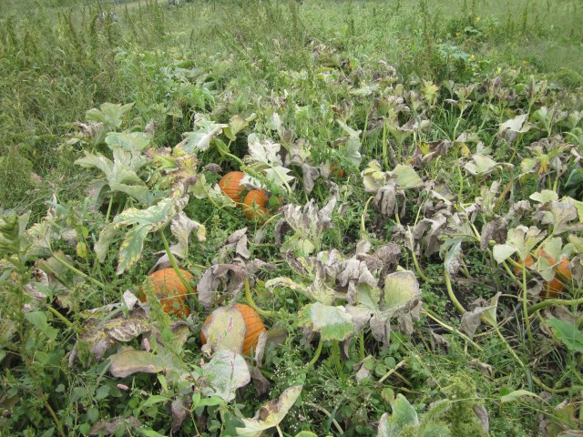 Nah, Those Can't Be Ready Yet?!