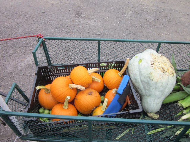 Baby Pam vs Blue Hubbard