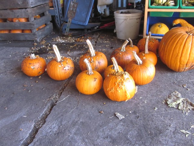 Pumpkin Carnage