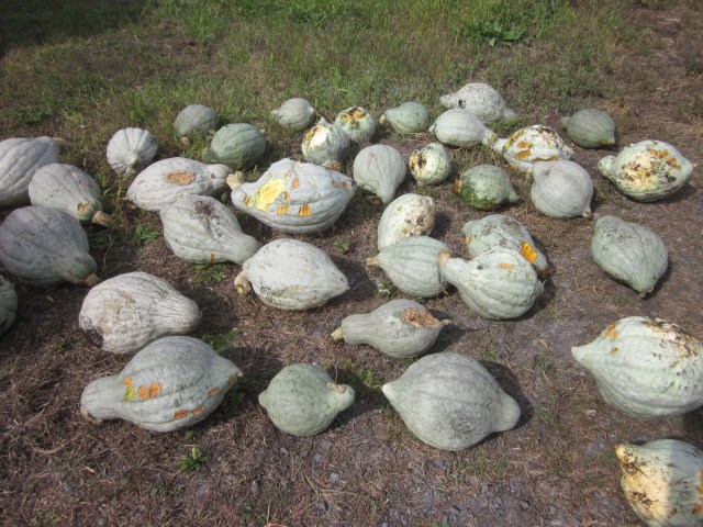 Blue Hubbard from 1 row