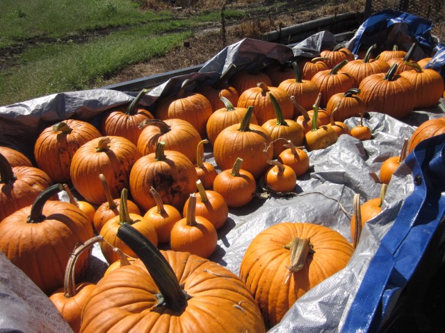 Pumpkins On The Go