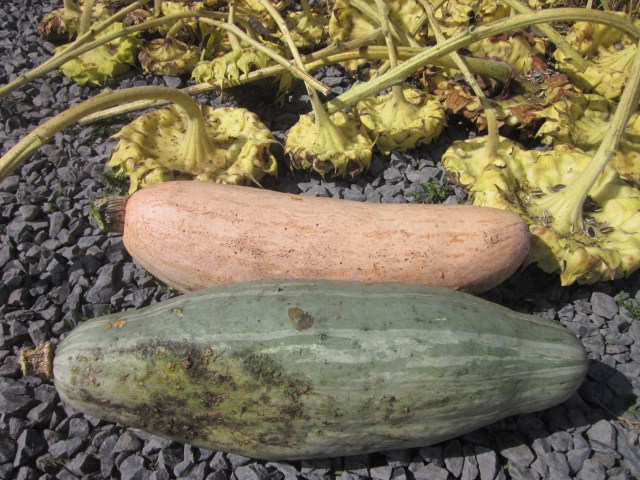 Banana Squash