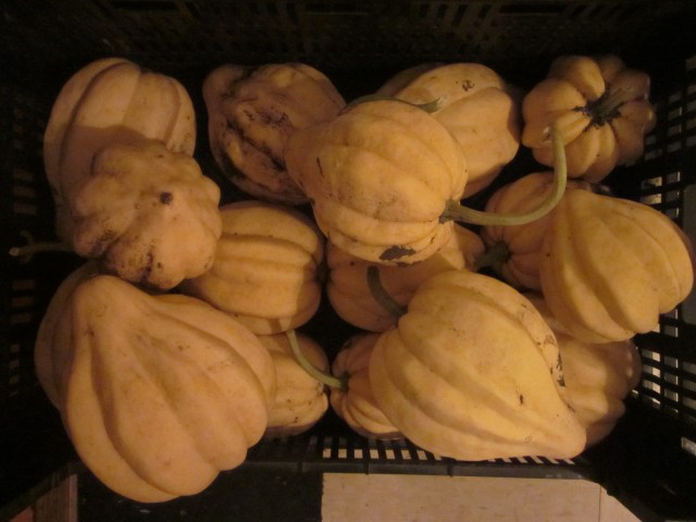 Acorn Squash "Thelma Sanders"