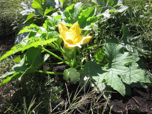 Better Late Than Never, Summer Squash Benings Green Tint