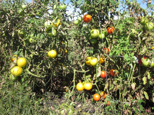 Tomato Plants