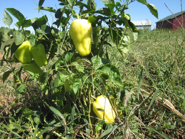 Sweet Pepper "Cubanelle"
