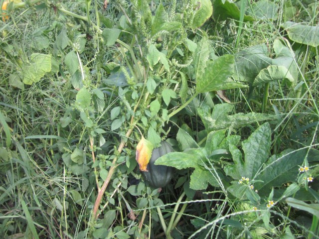 Acorn Squash