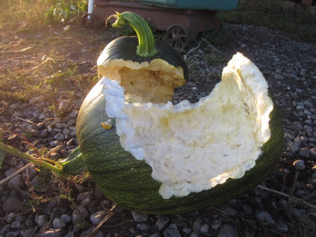 Planted Late, Enjoyed Early