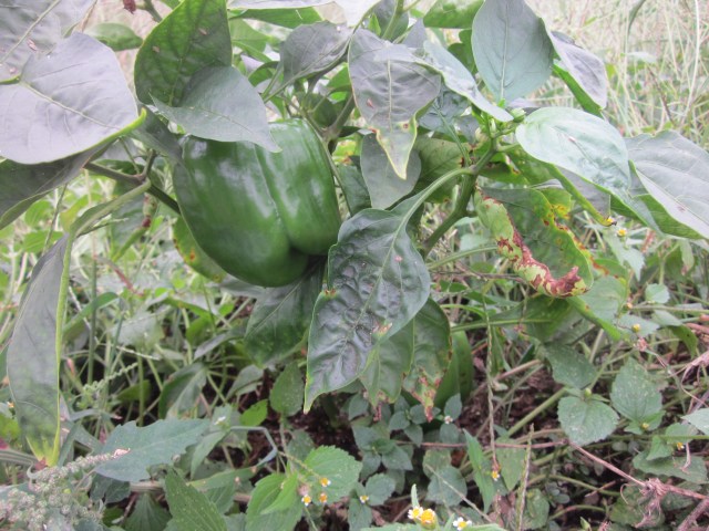 Sweet Pepper "Lady Bell"