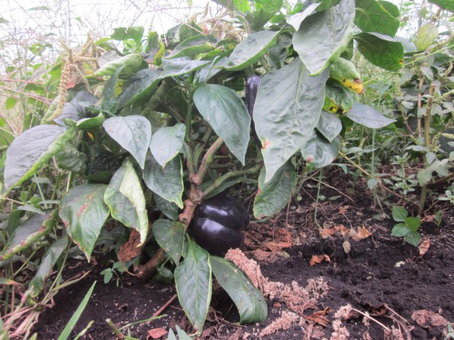 Sweet Pepper "Purple Beauty"