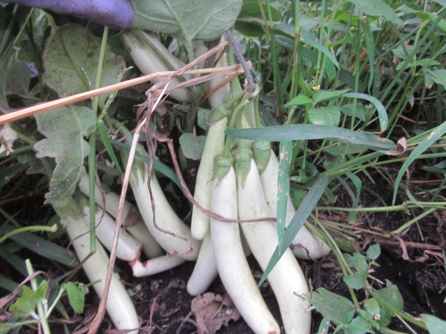 White Eggplant