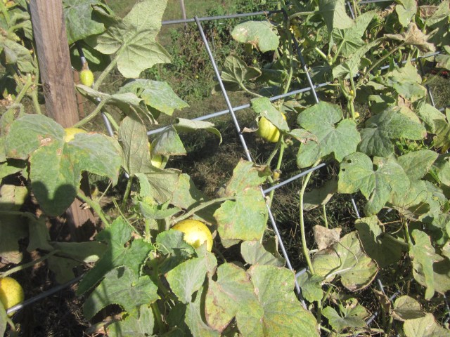 Last Call for Cucumbers