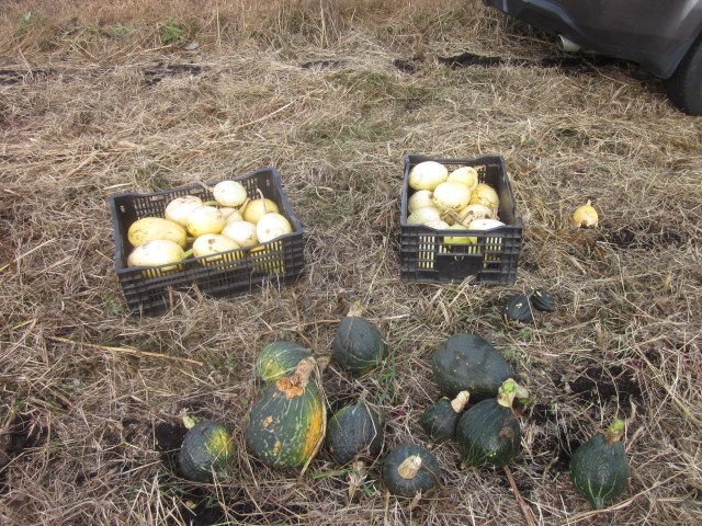 Spaghetti Squash, Anna Swartz Hubbard
