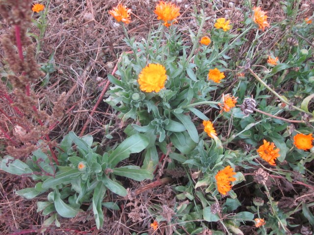Calendula