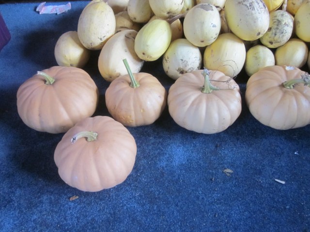 Long Island Cheese Pumpkin