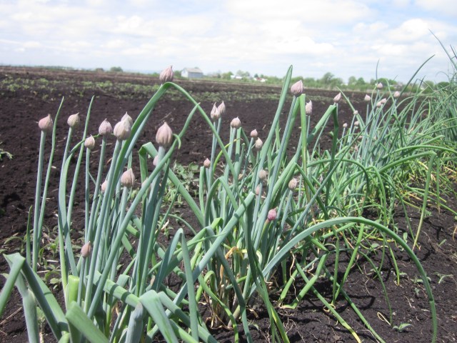 Flowering Chives