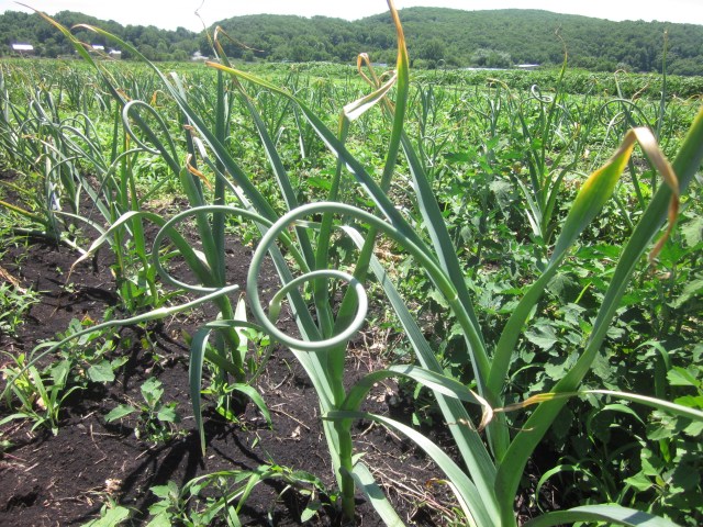 Garlic Scapes 2015