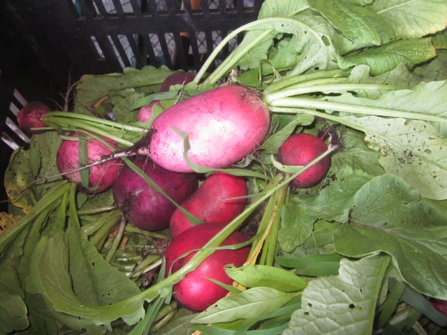 Easter Egg Radishes