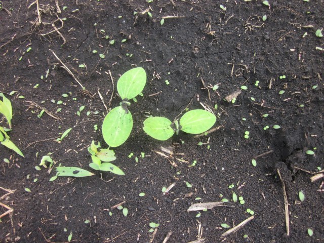 Wishing for Watermelon