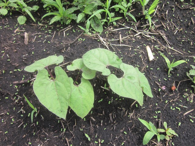 Early Start to Beans