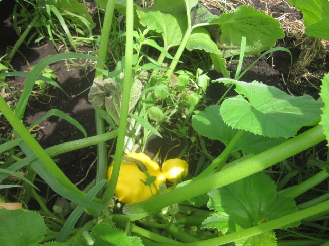 Pattypan on the Vine
