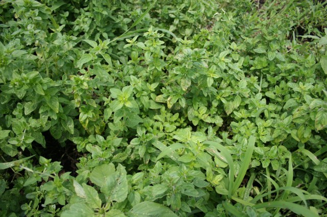 Oregano
