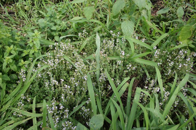 Thyme in Flower