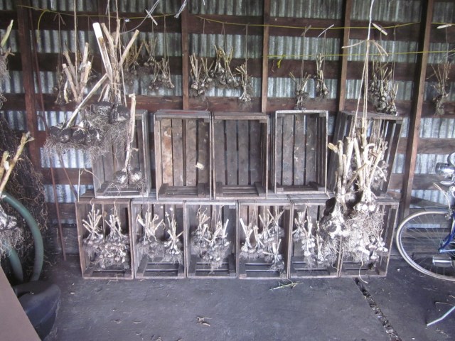 Garlic, First 2 rows