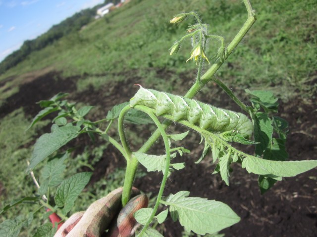 Totally Skeeved Out By This