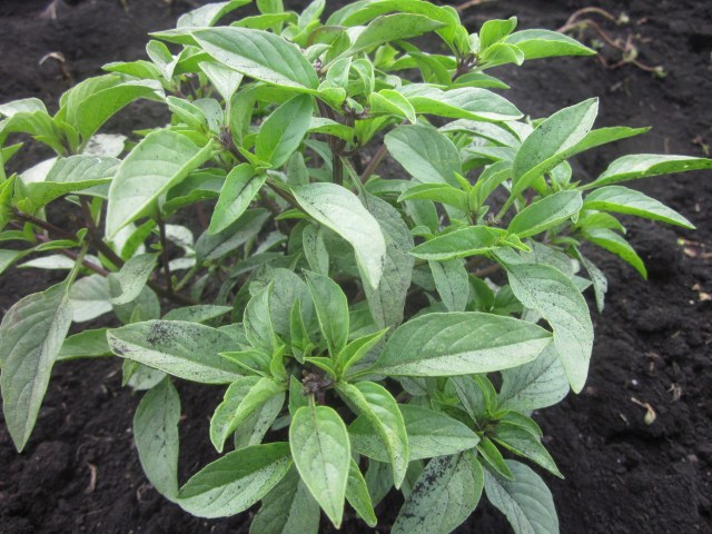 Sweet Thai Basil